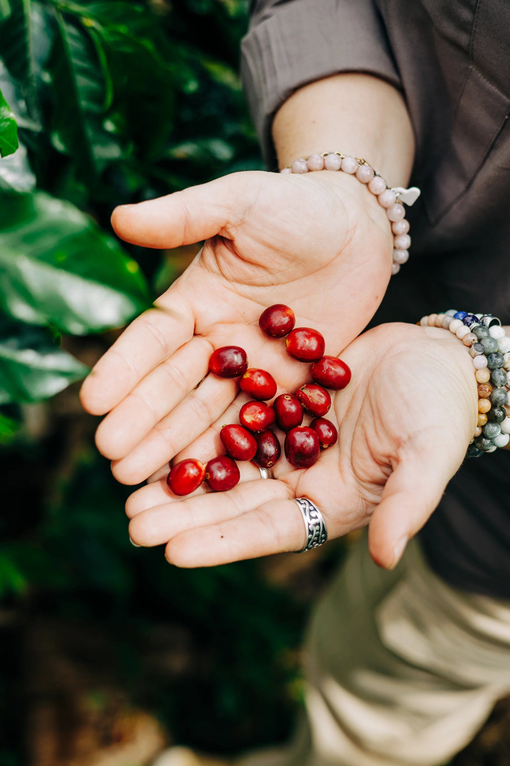 Mains tenant des cerises de café rouges fraîchement cueillies, Sumatra