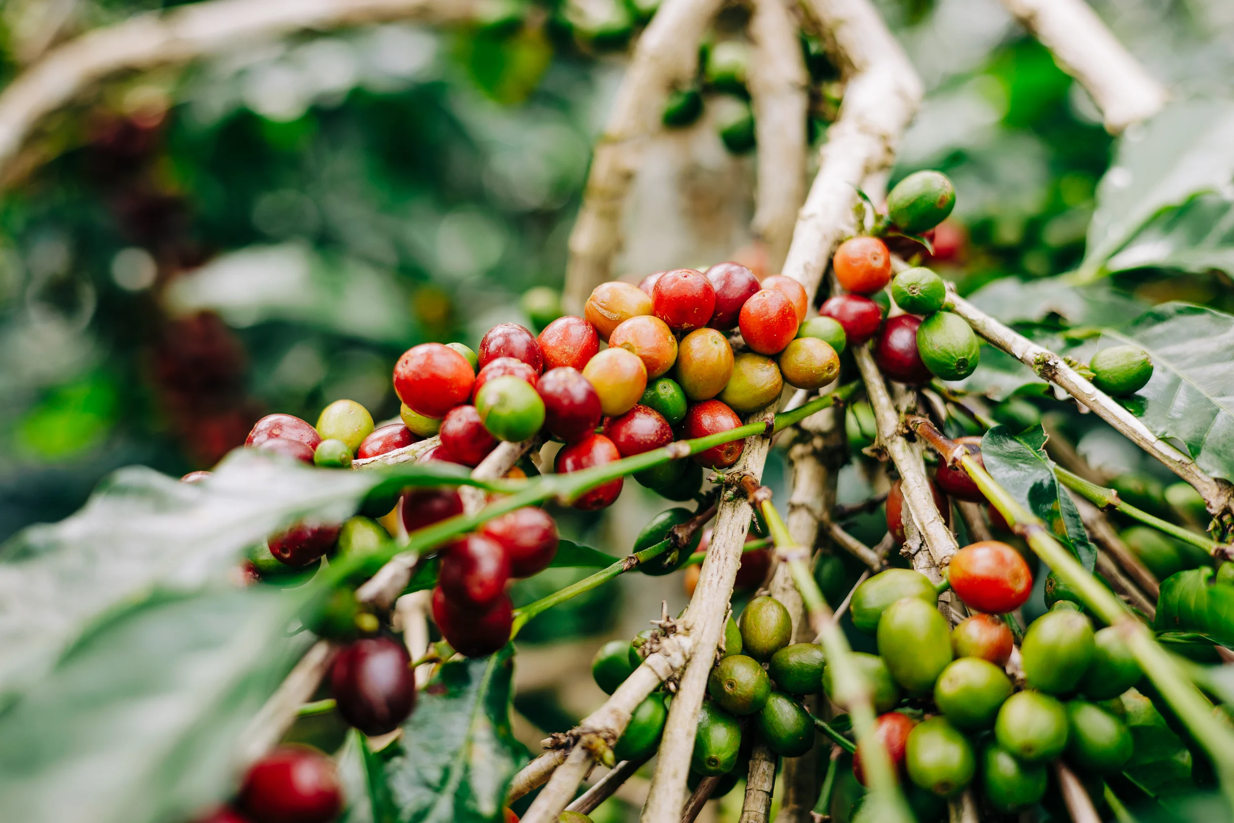 Cerises de café rouges et vertes mûrissant sur la branche