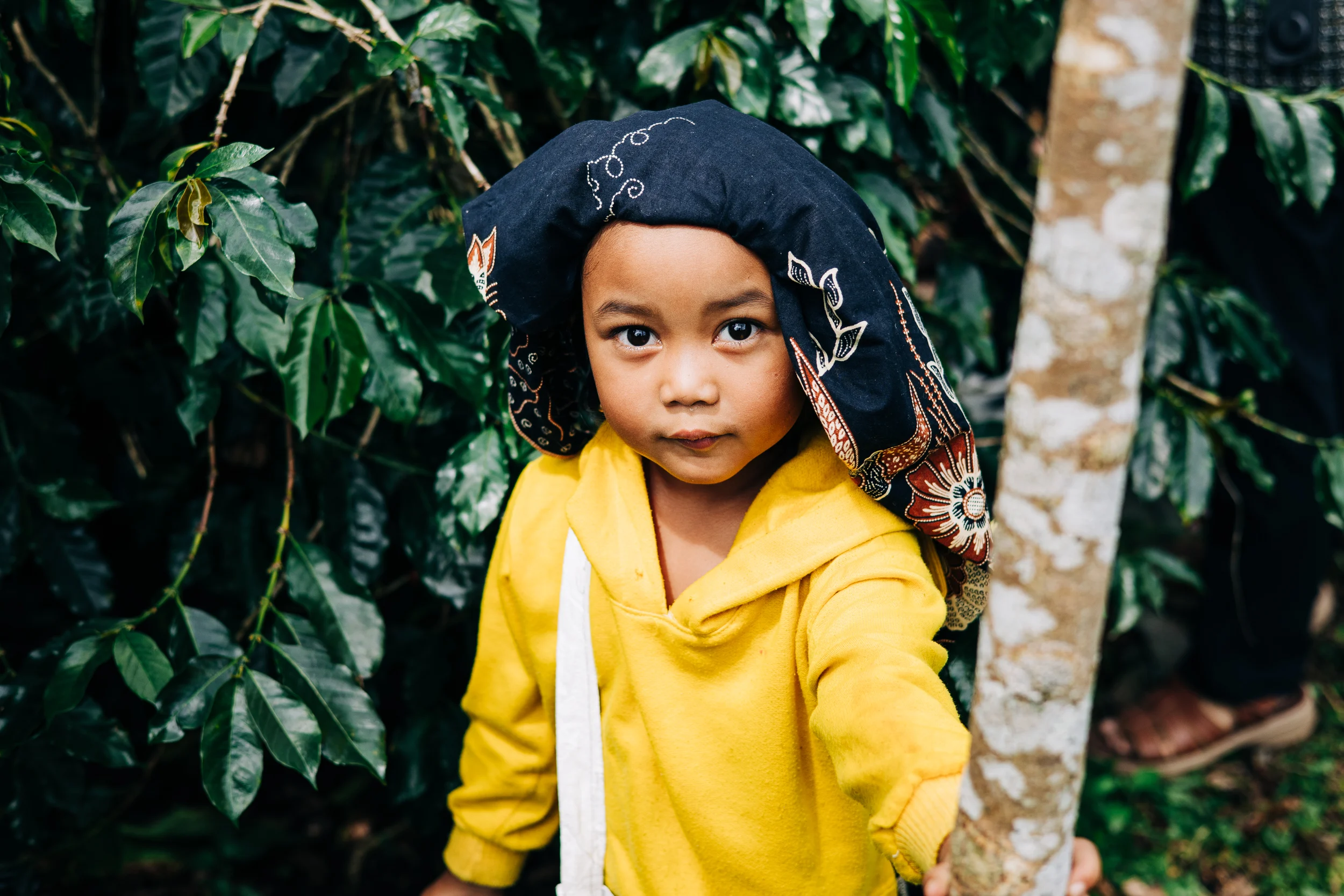 Enfant en sweat jaune au milieu des caféiers, Sumatra