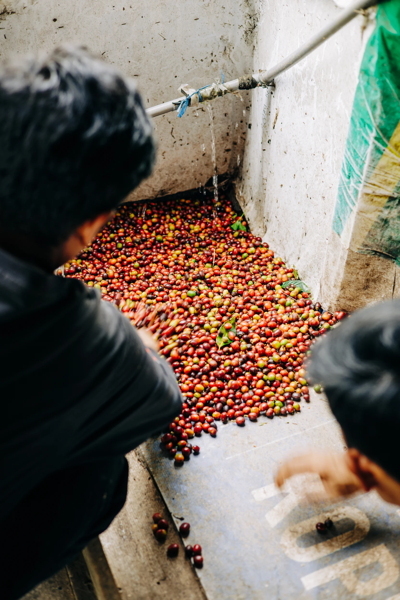 Producteurs triant les cerises de café dans un bac de lavage