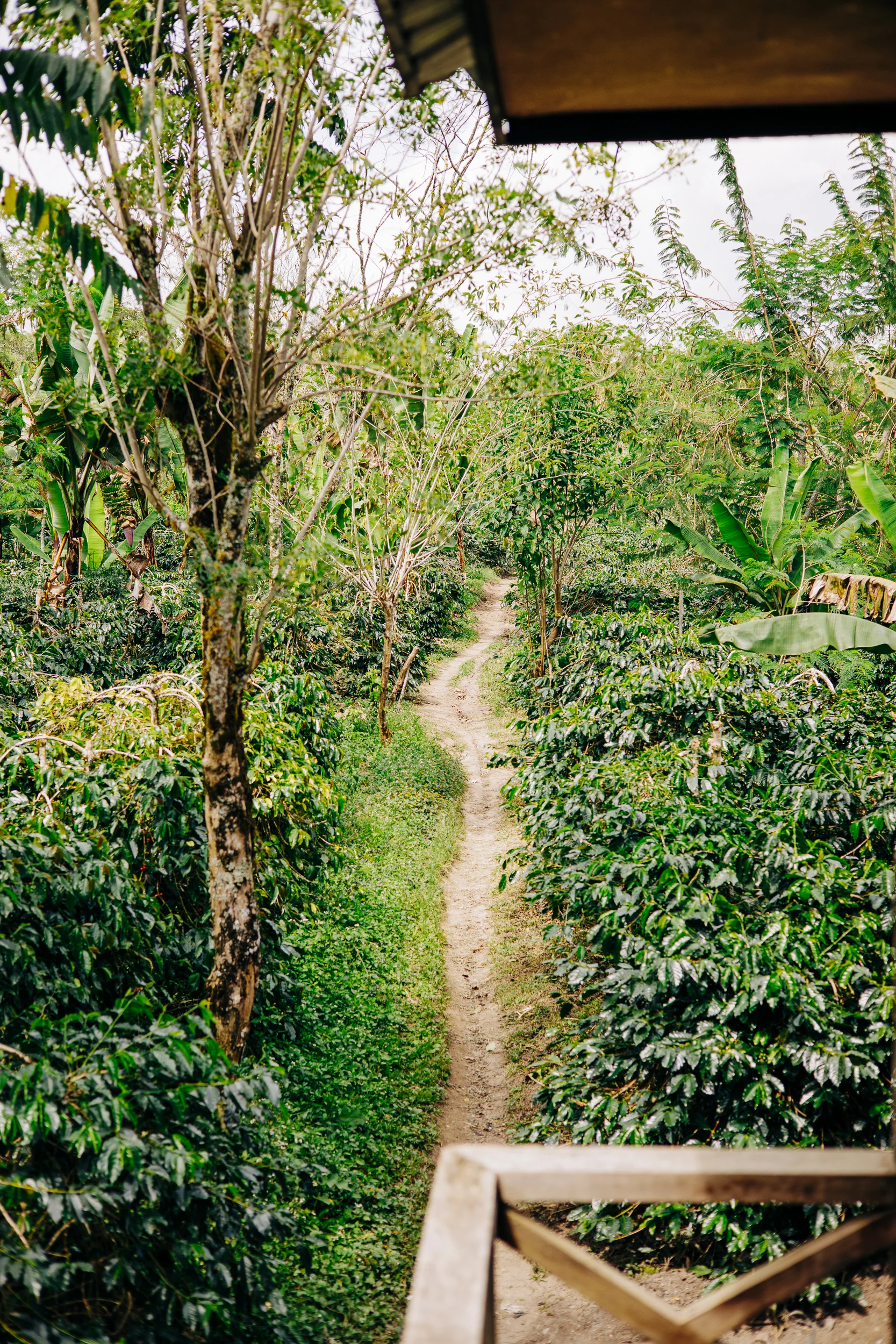 Sentier entre les rangs de caféiers dans une plantation de Sumatra