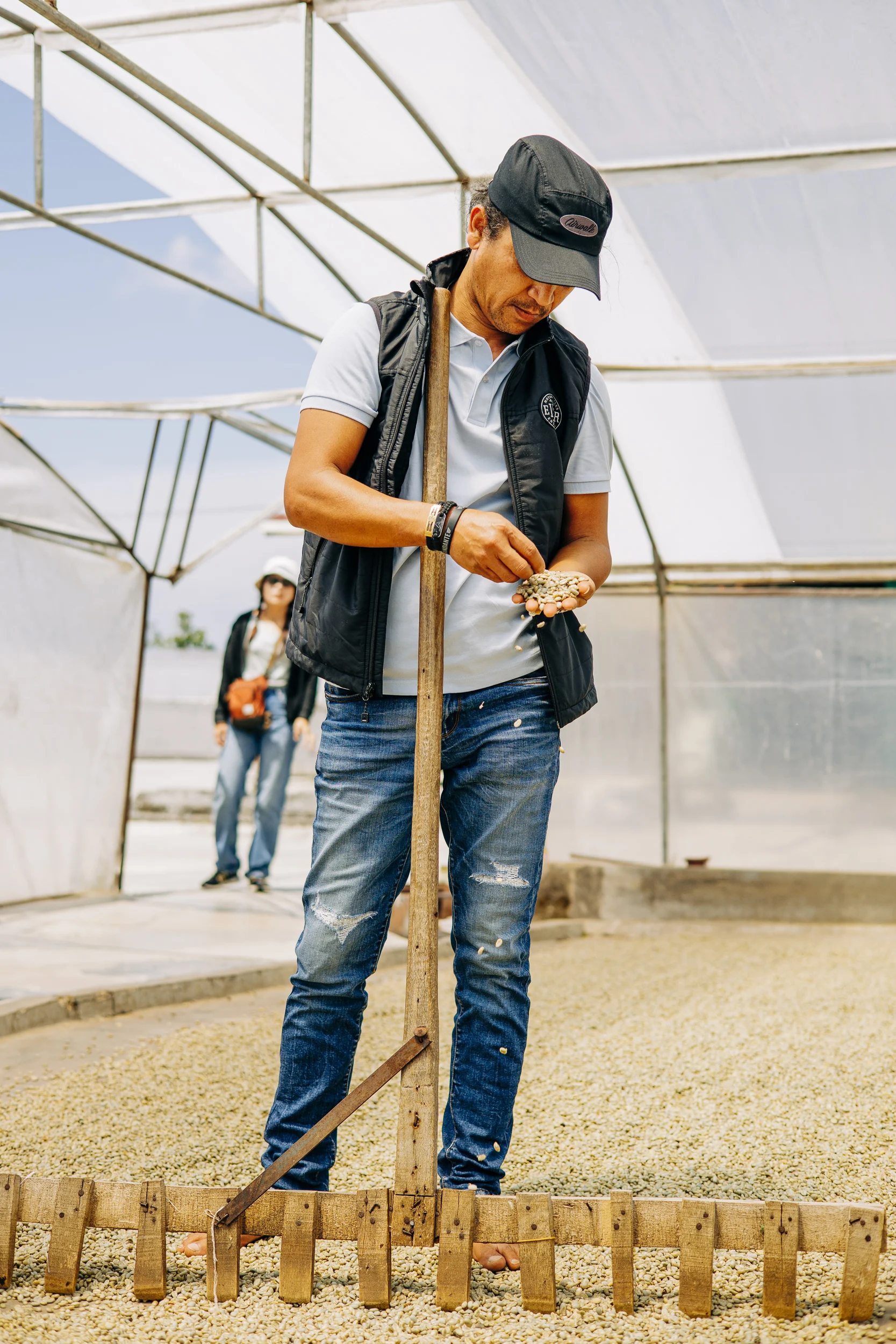 Producteur vérifiant le séchage des grains de café sous une serre