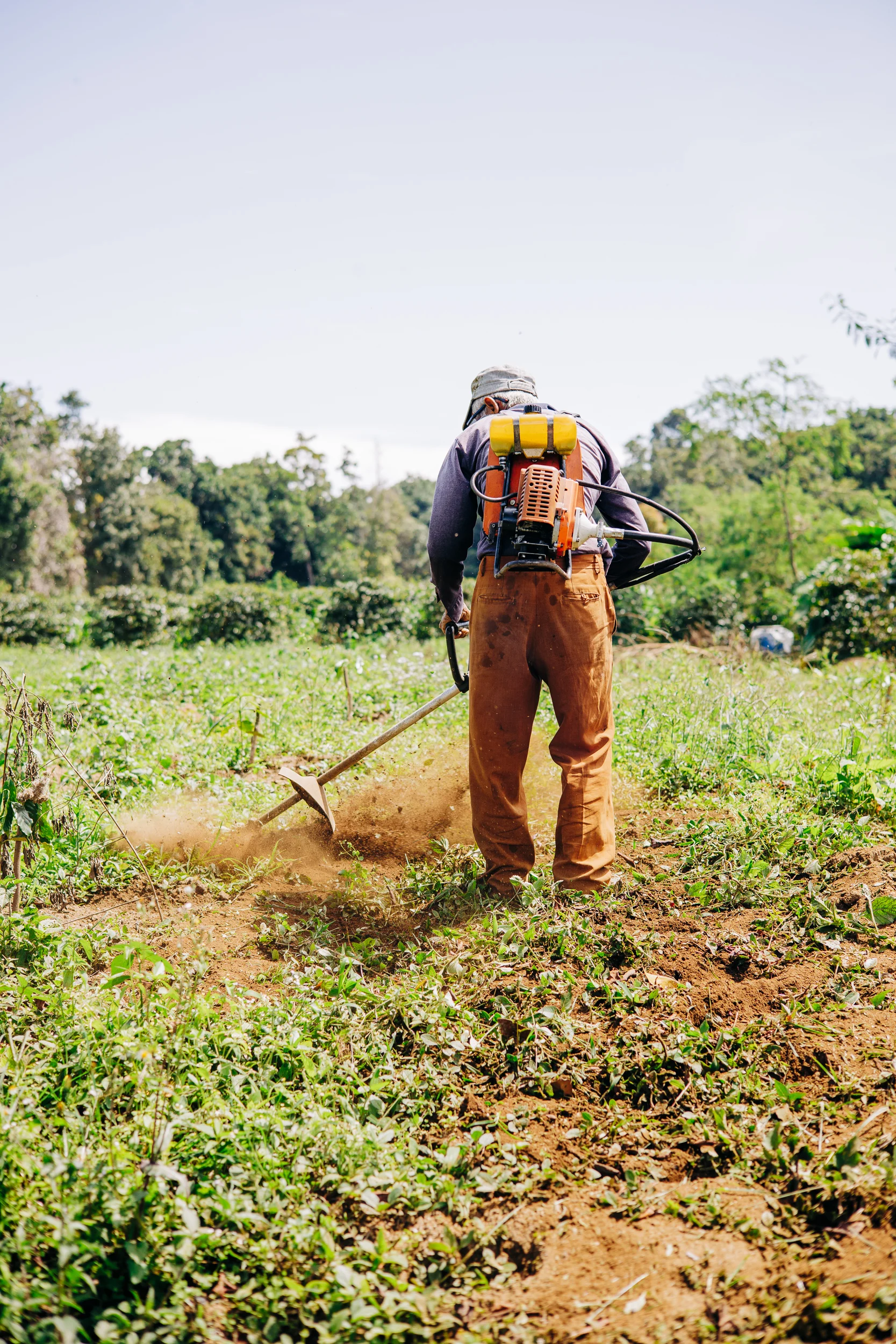 Agriculteur débroussaillant une plantation de café, Sumatra