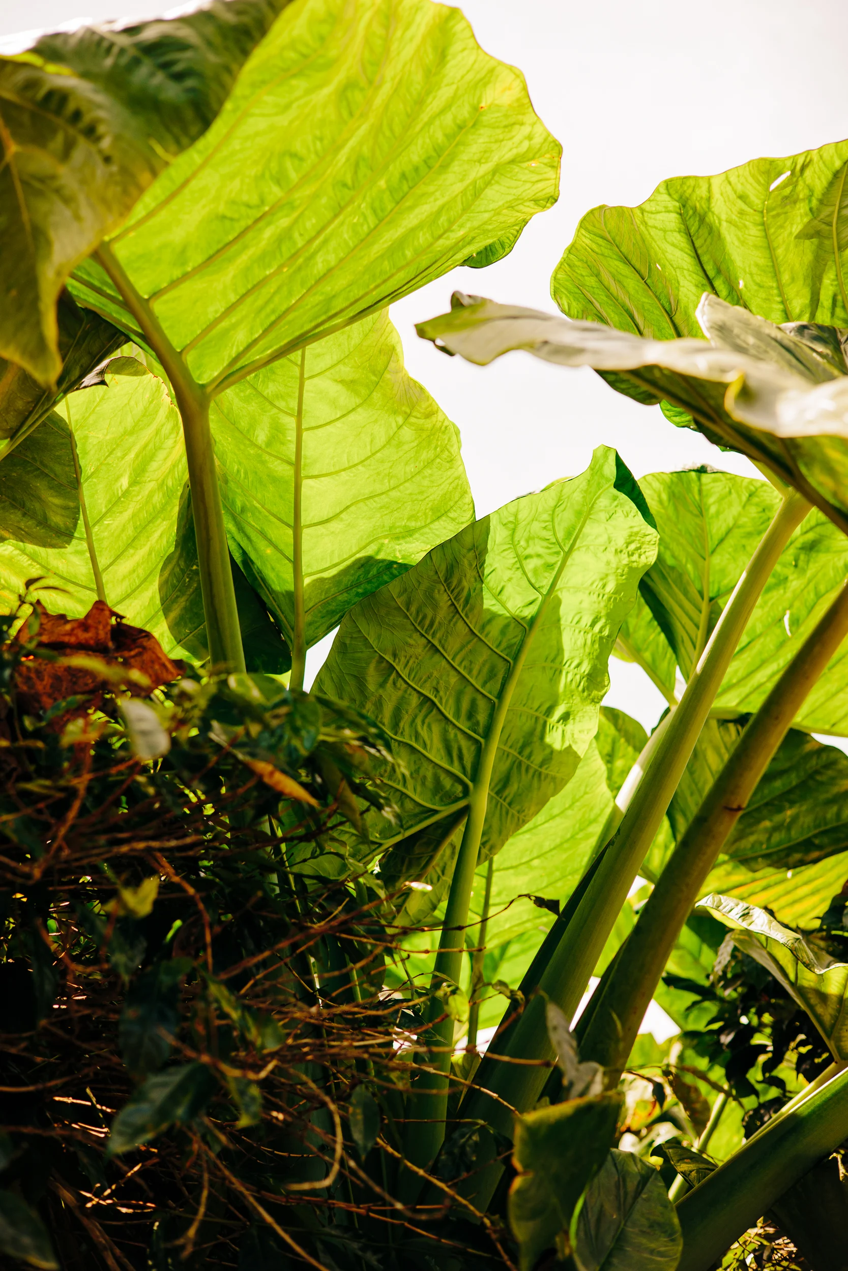 Larges feuilles de taro en contre-jour dans la jungle
