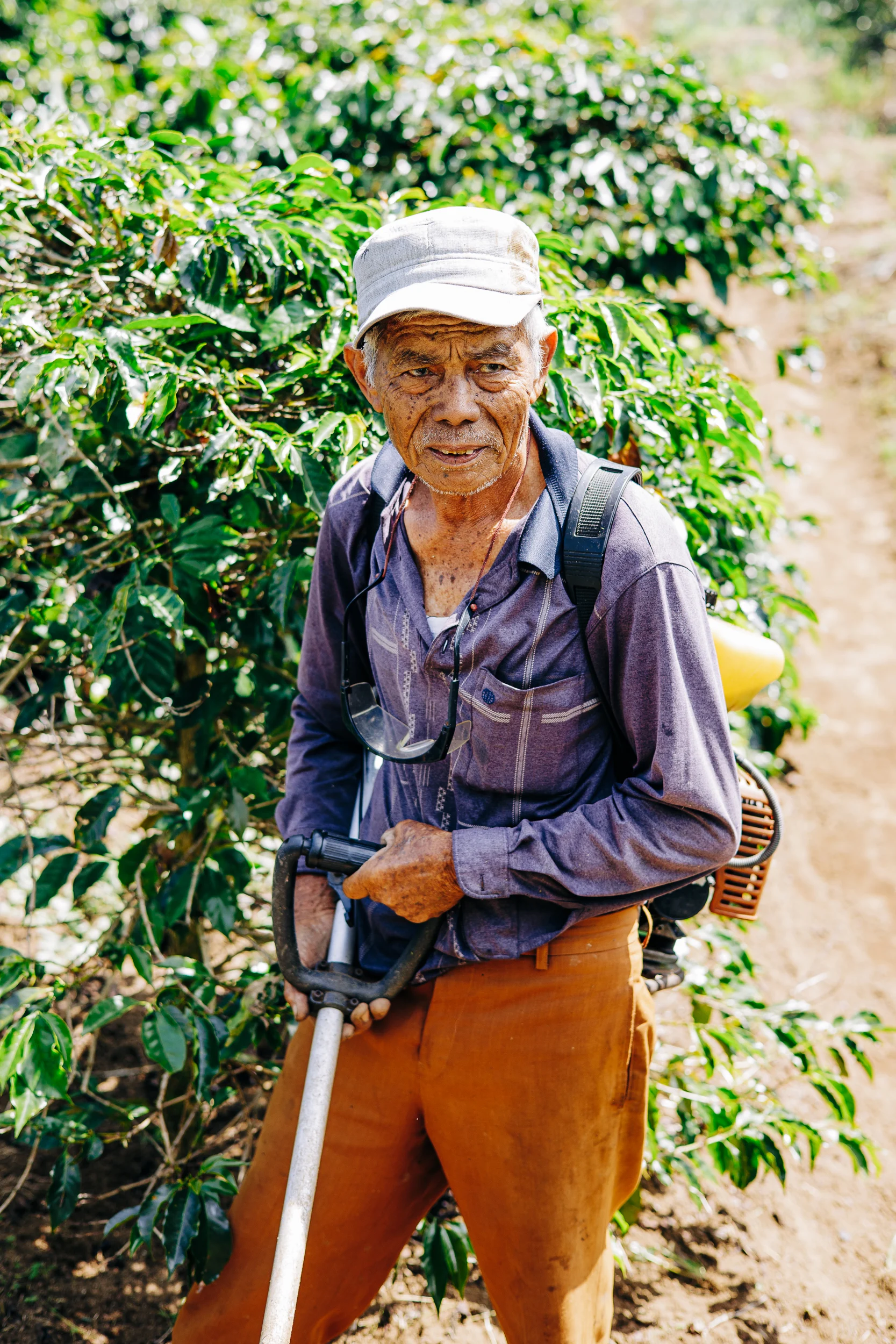Portrait d'un vieux caféiculteur dans sa plantation, Sumatra