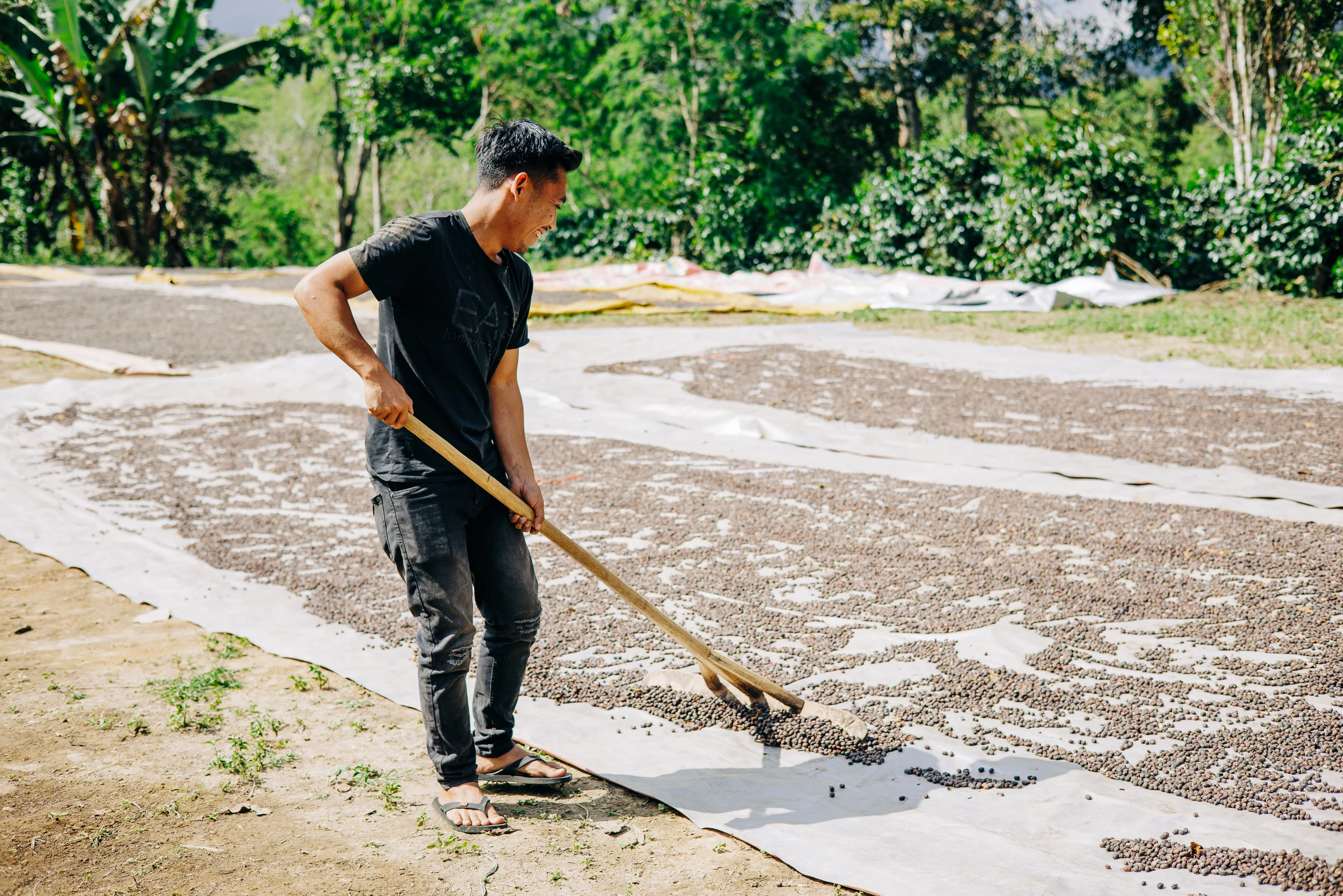 Homme ratissant des grains de café séchant au soleil sur des bâches