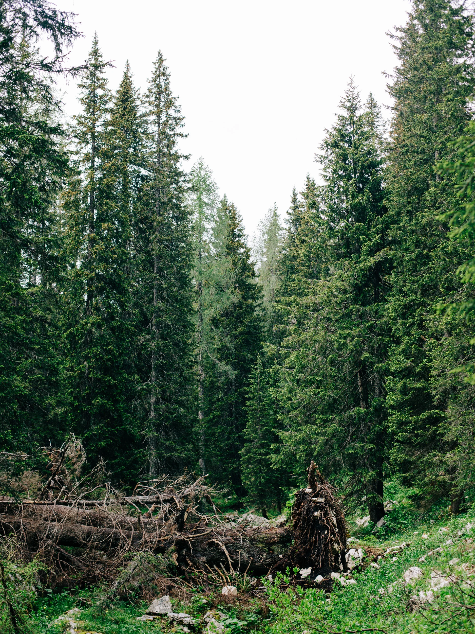 Forêt de sapins et arbres déracinés dans les montagnes slovènes