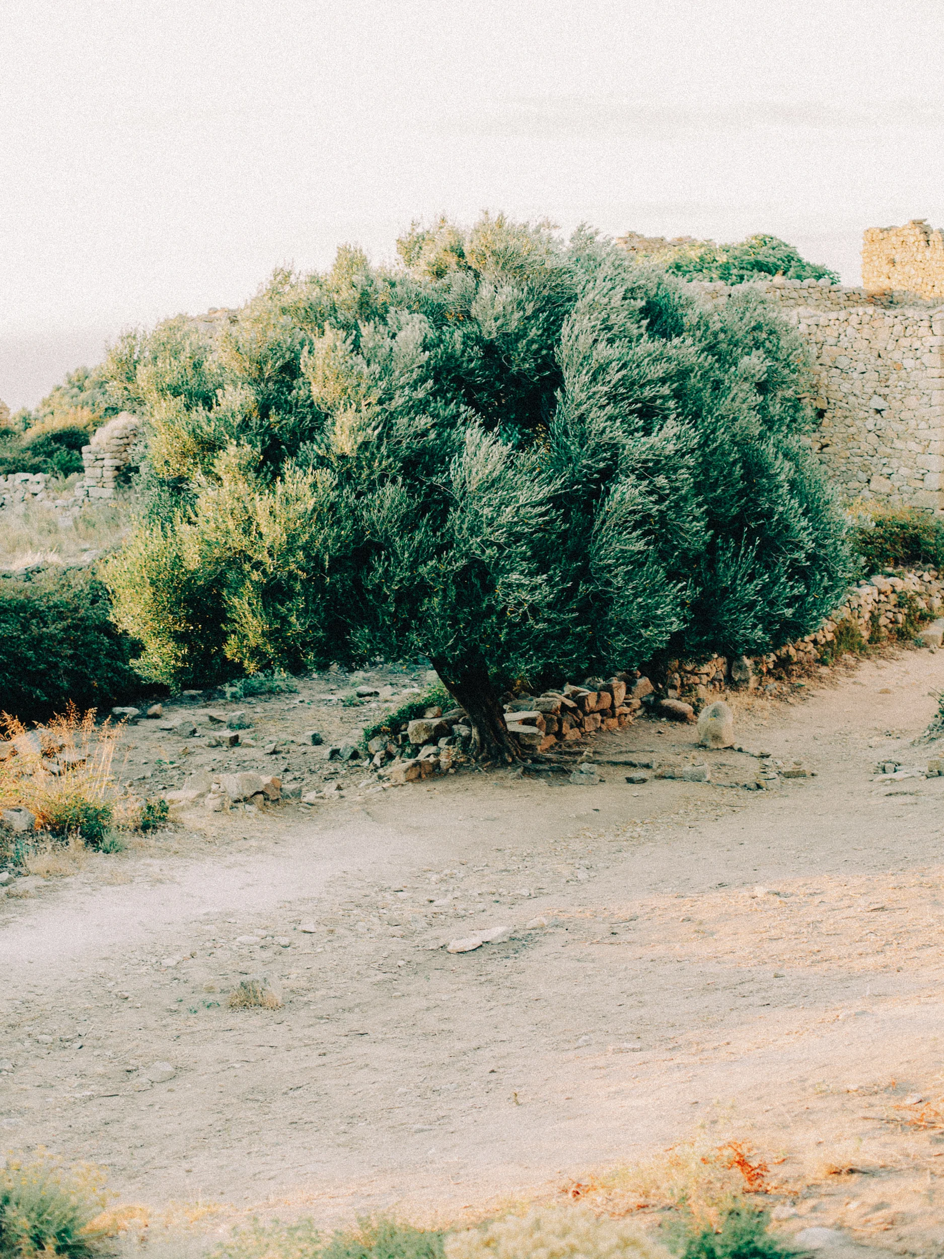 Olivier au bord d'un chemin de terre près d'une tour génoise en ruine, Corse