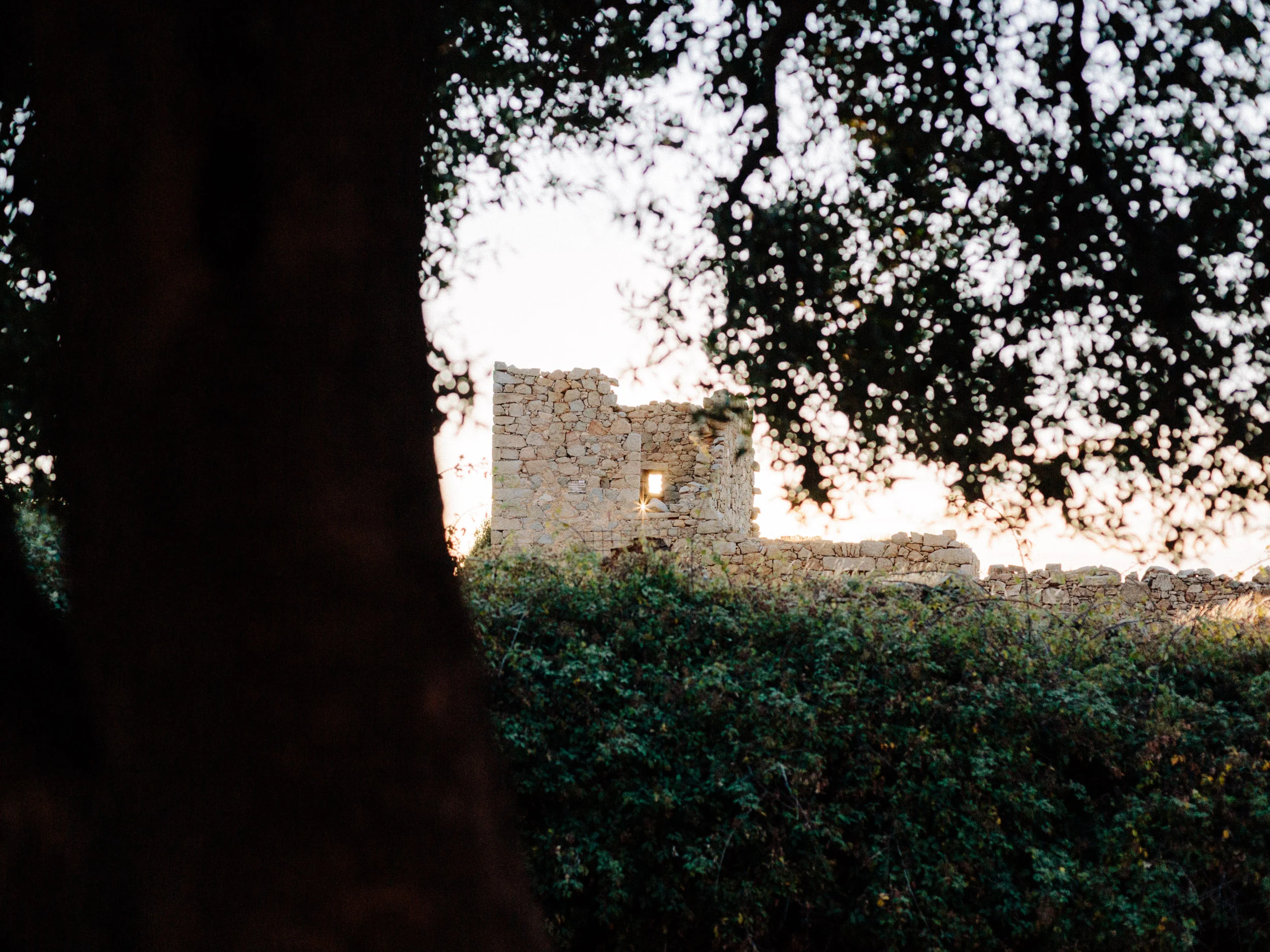 Ruines d'une tour génoise à contre-jour derrière les arbres, Corse