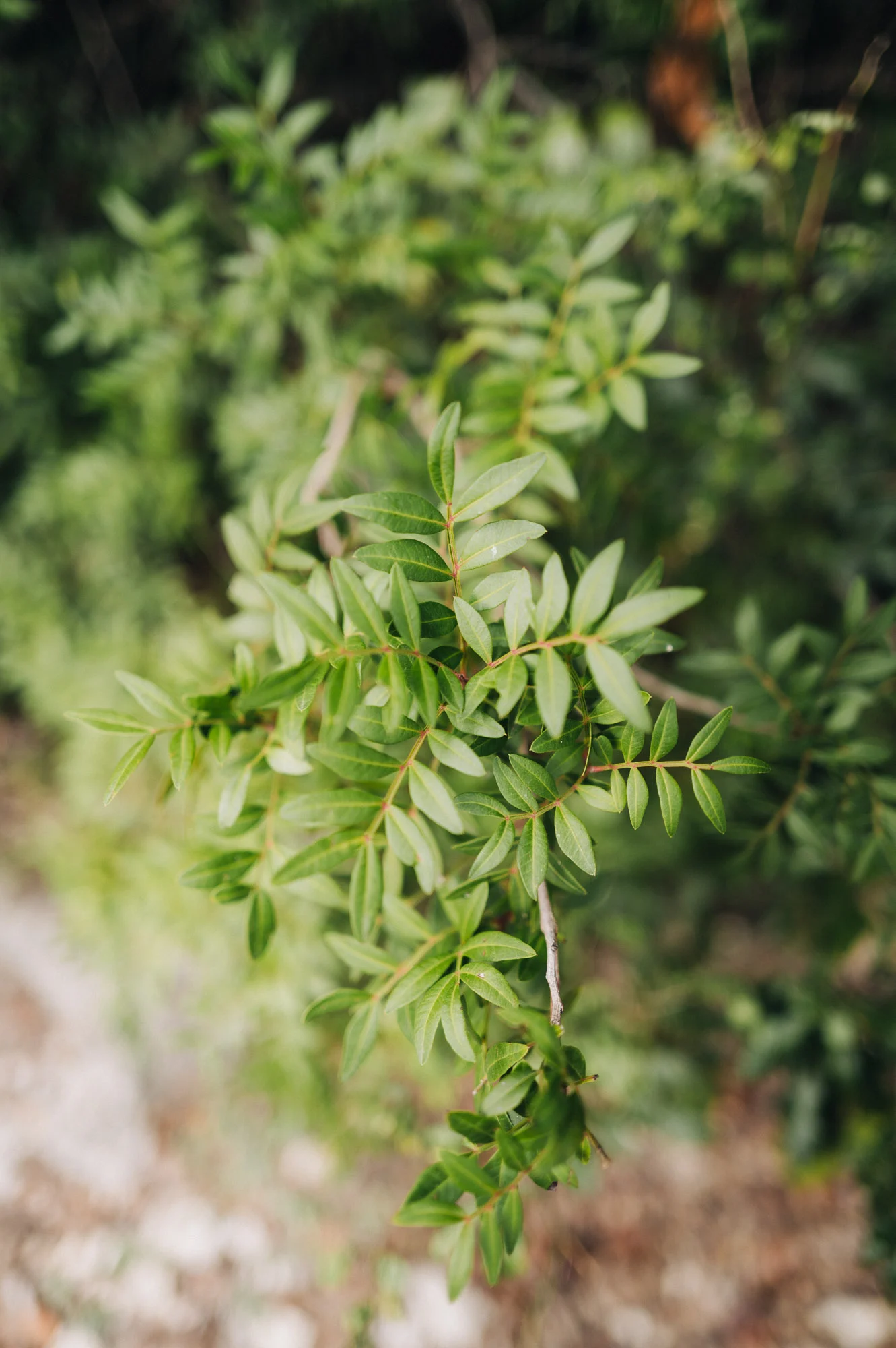 Feuillage vert tendre d'un arbuste méditerranéen