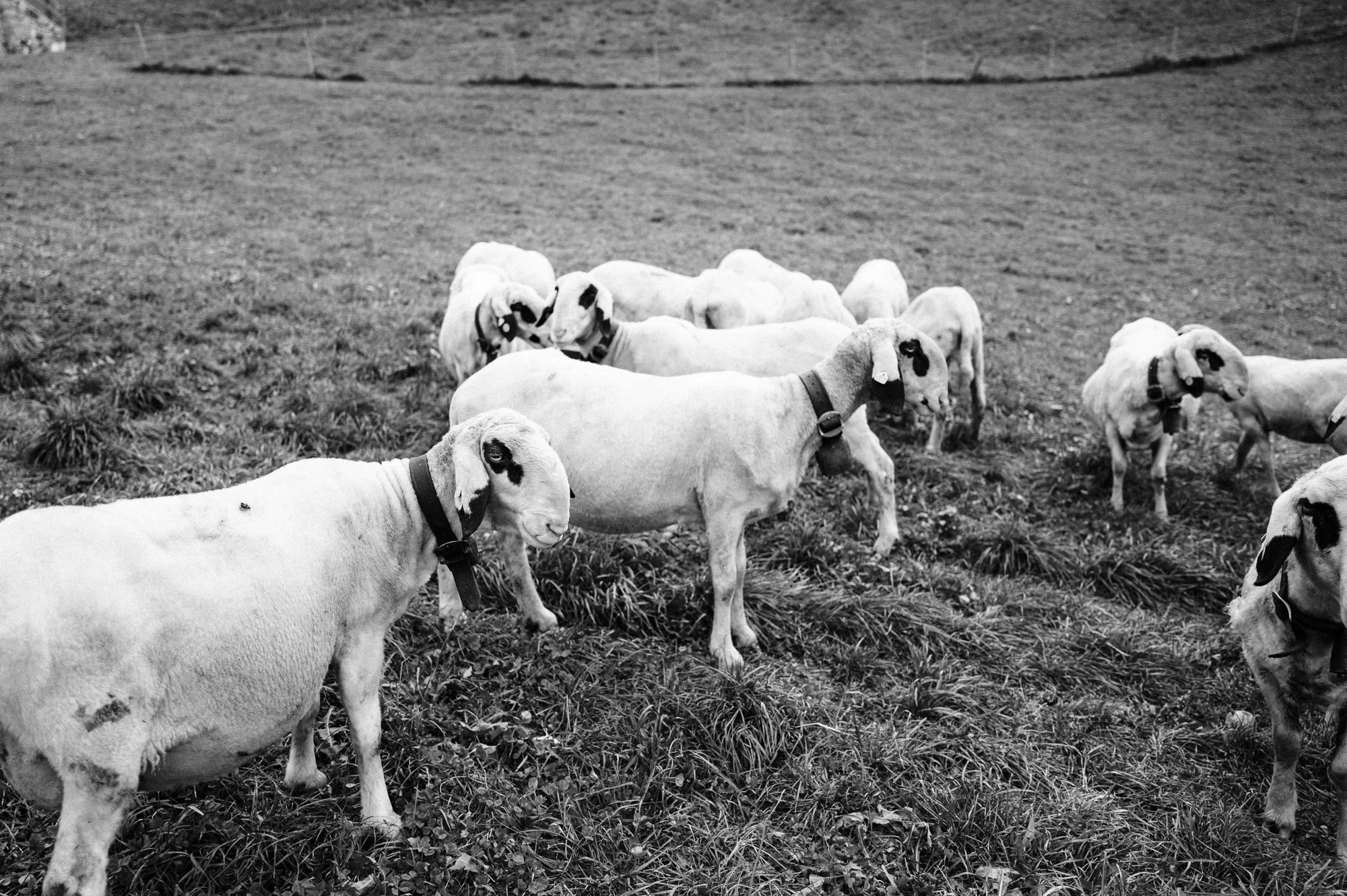 Troupeau de moutons dans un alpage des Dolomites, photo noir et blanc