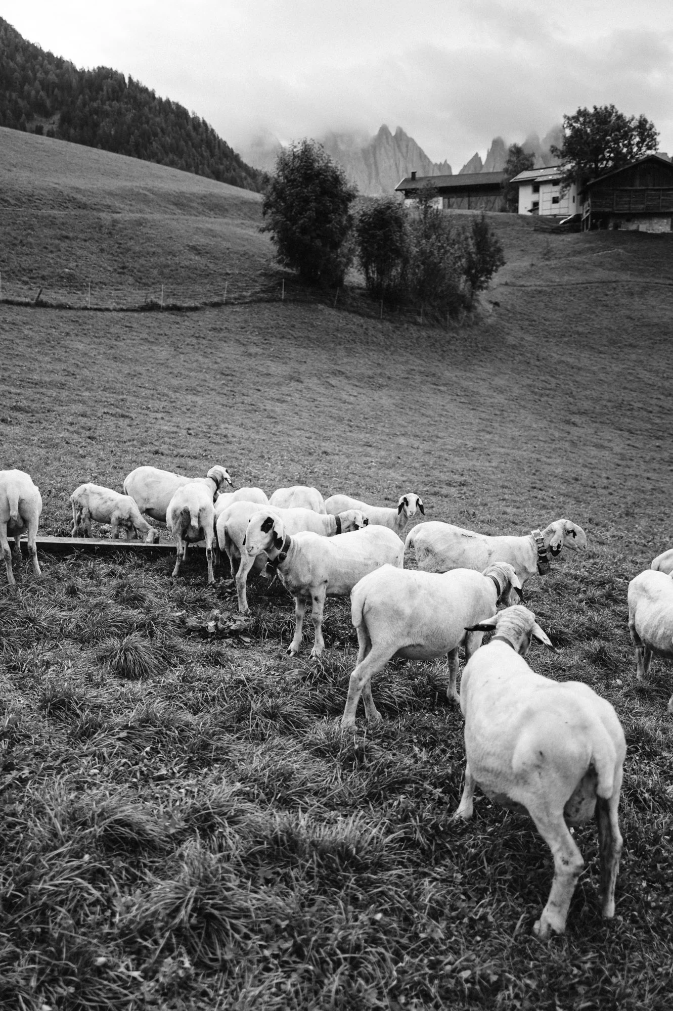Moutons broutant près d'un chalet d'alpage dans les Dolomites, noir et blanc
