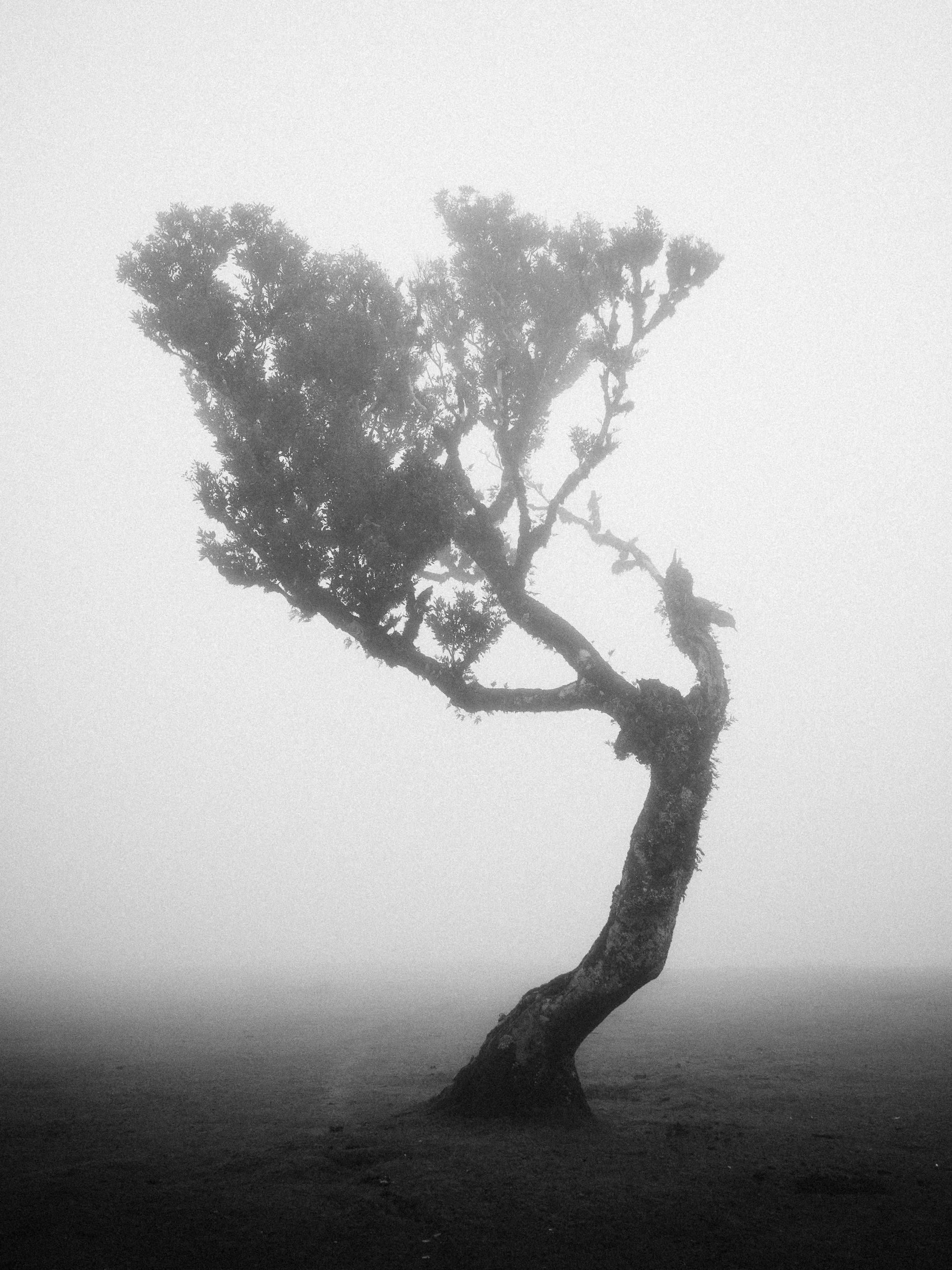 Arbre tortueux dans le brouillard de la forêt de Fanal, Madère, noir et blanc