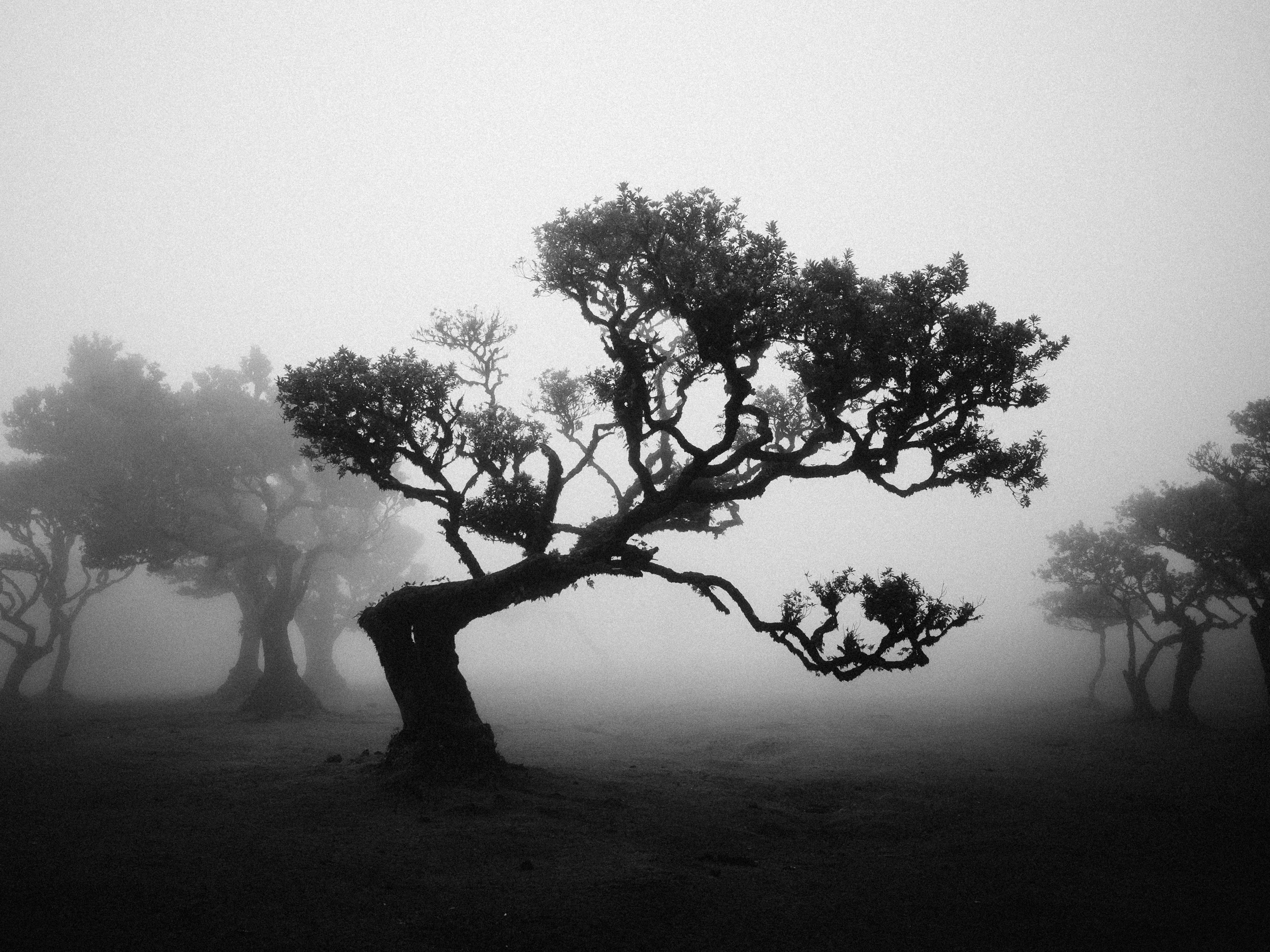 Lauriers centenaires dans la brume de la forêt de Fanal, photo noir et blanc