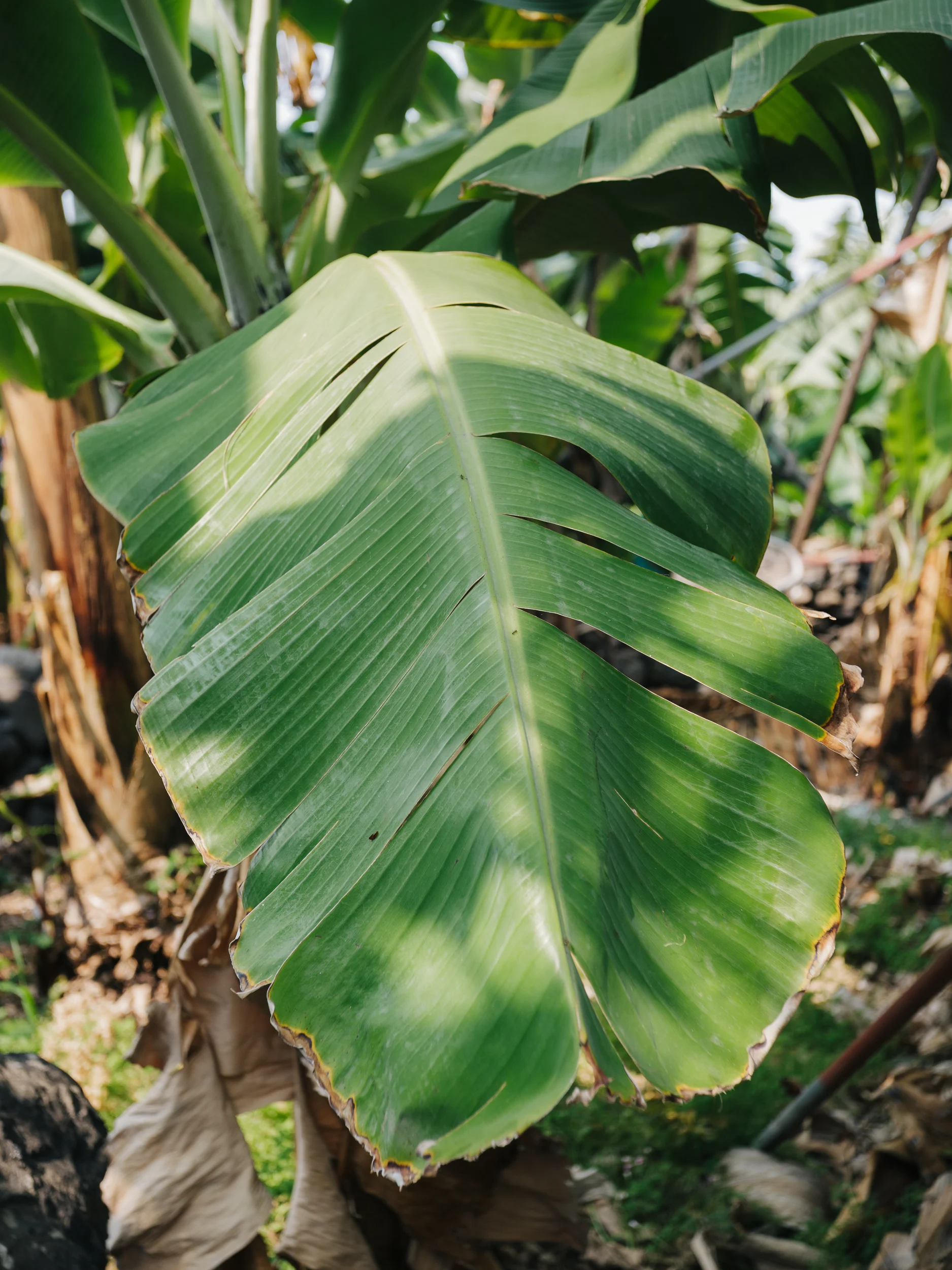 Grande feuille de bananier dans une plantation de Madère