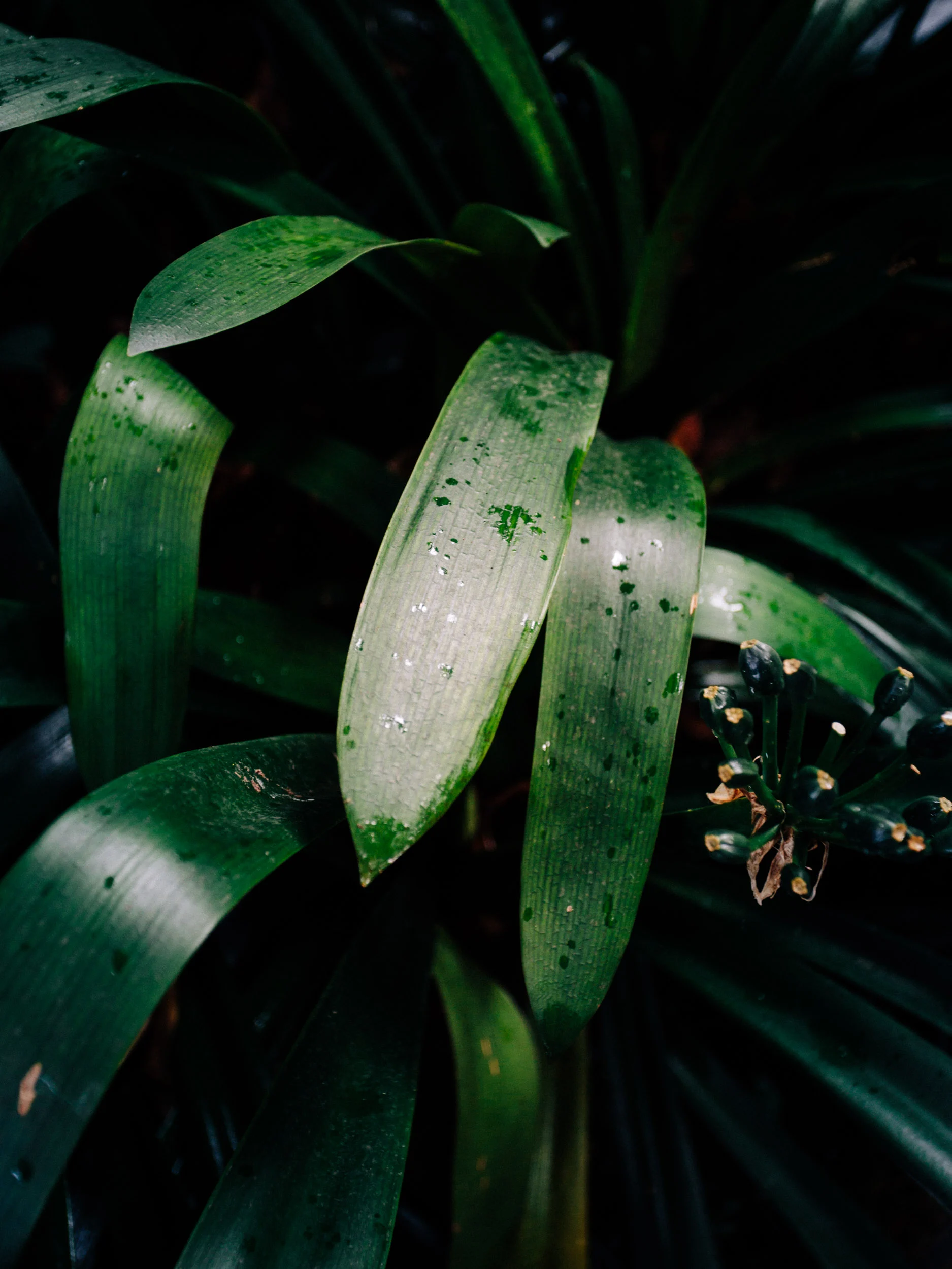 Feuillage tropical couvert de gouttes de pluie, Madère