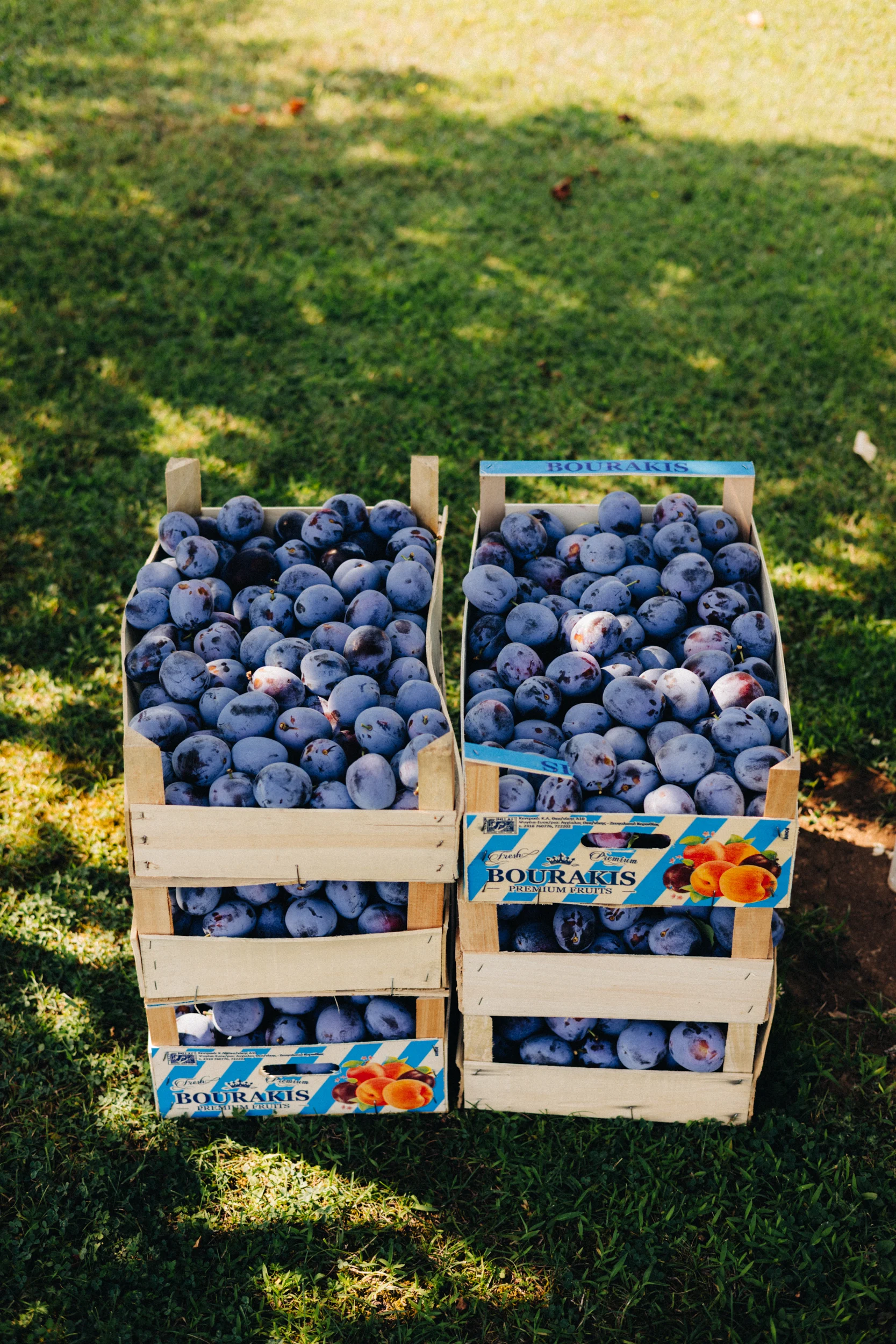 Cagettes de prunes posées dans l'herbe au soleil, marché au Monténégro