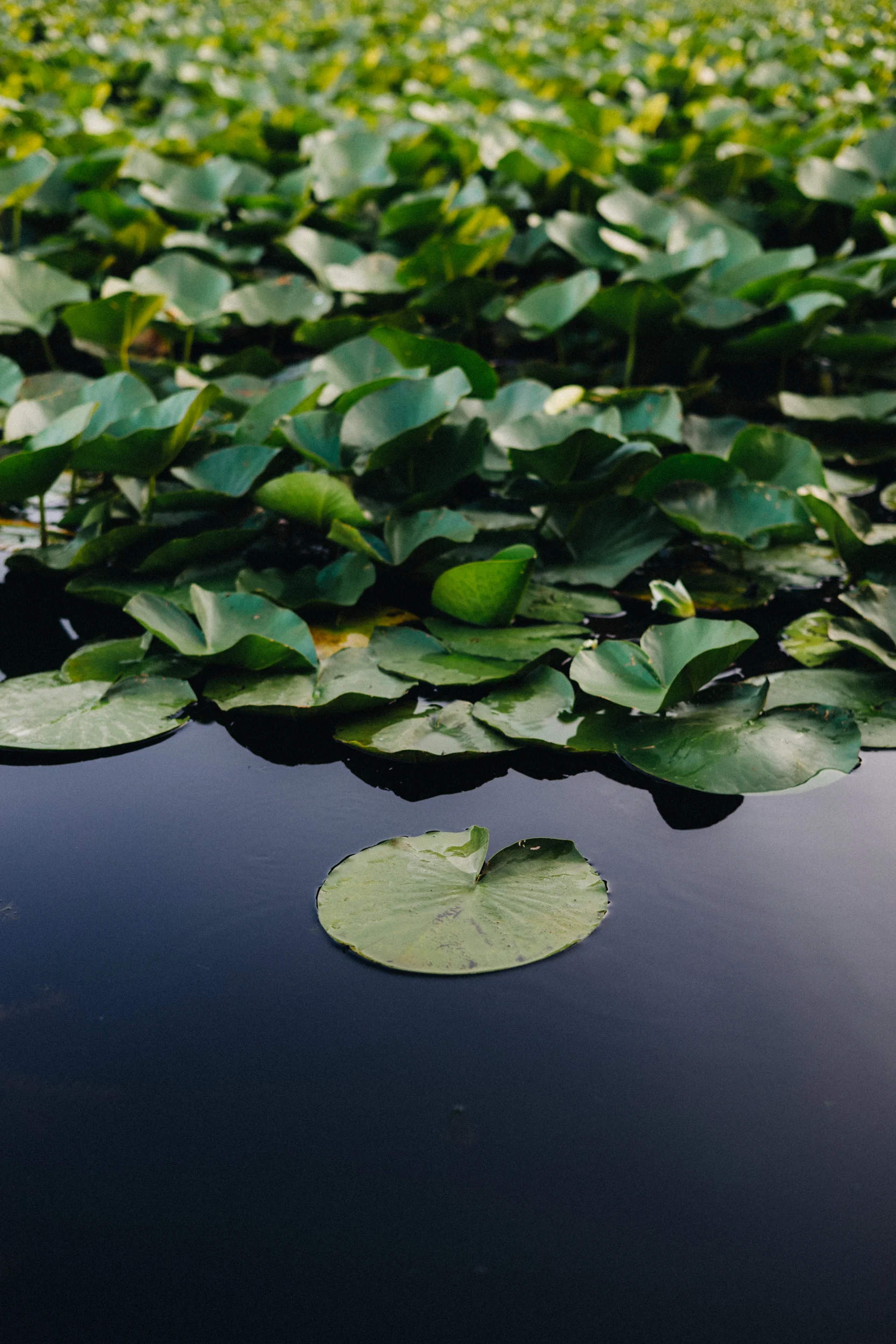 Nénuphars sur l'eau sombre du lac de Skadar