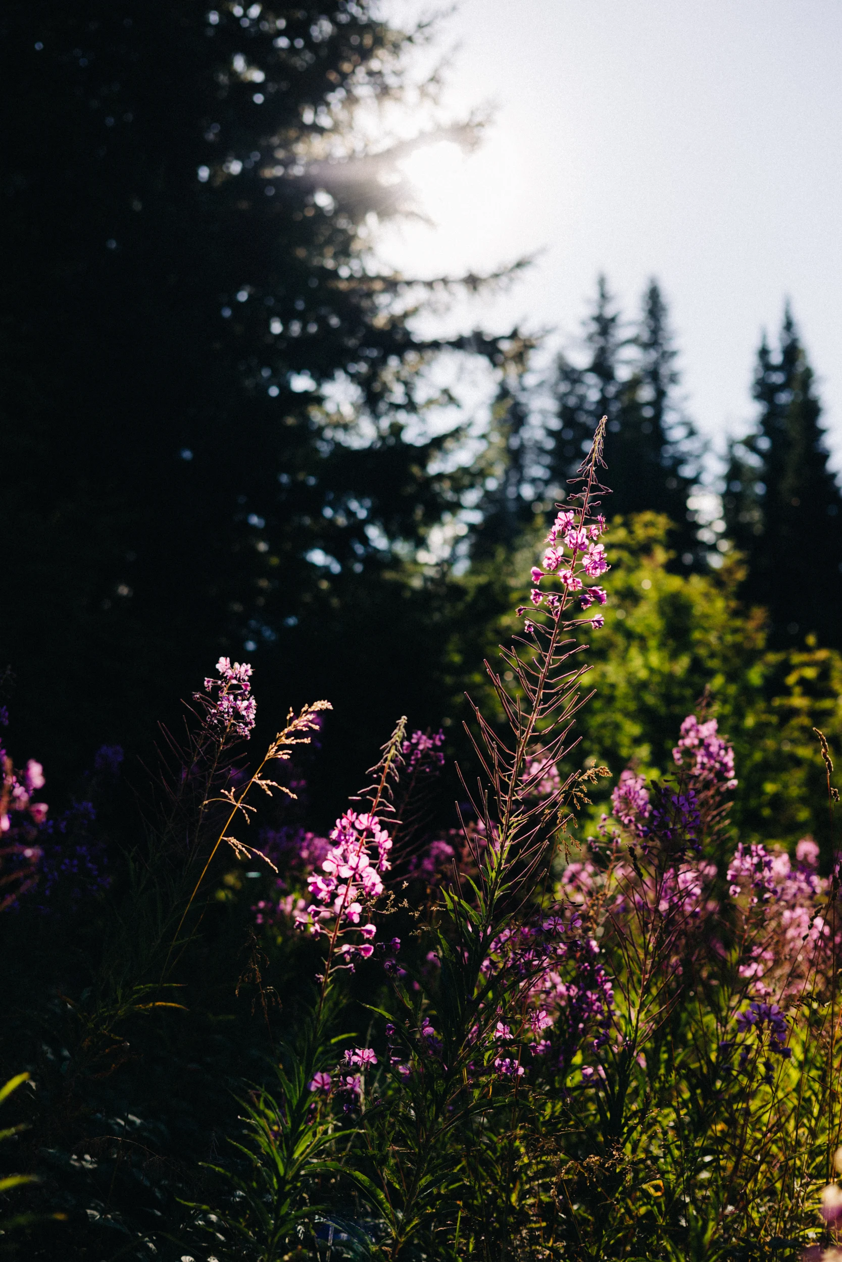 Fleurs d'épilobe roses en contre-jour dans une forêt de sapins du Durmitor