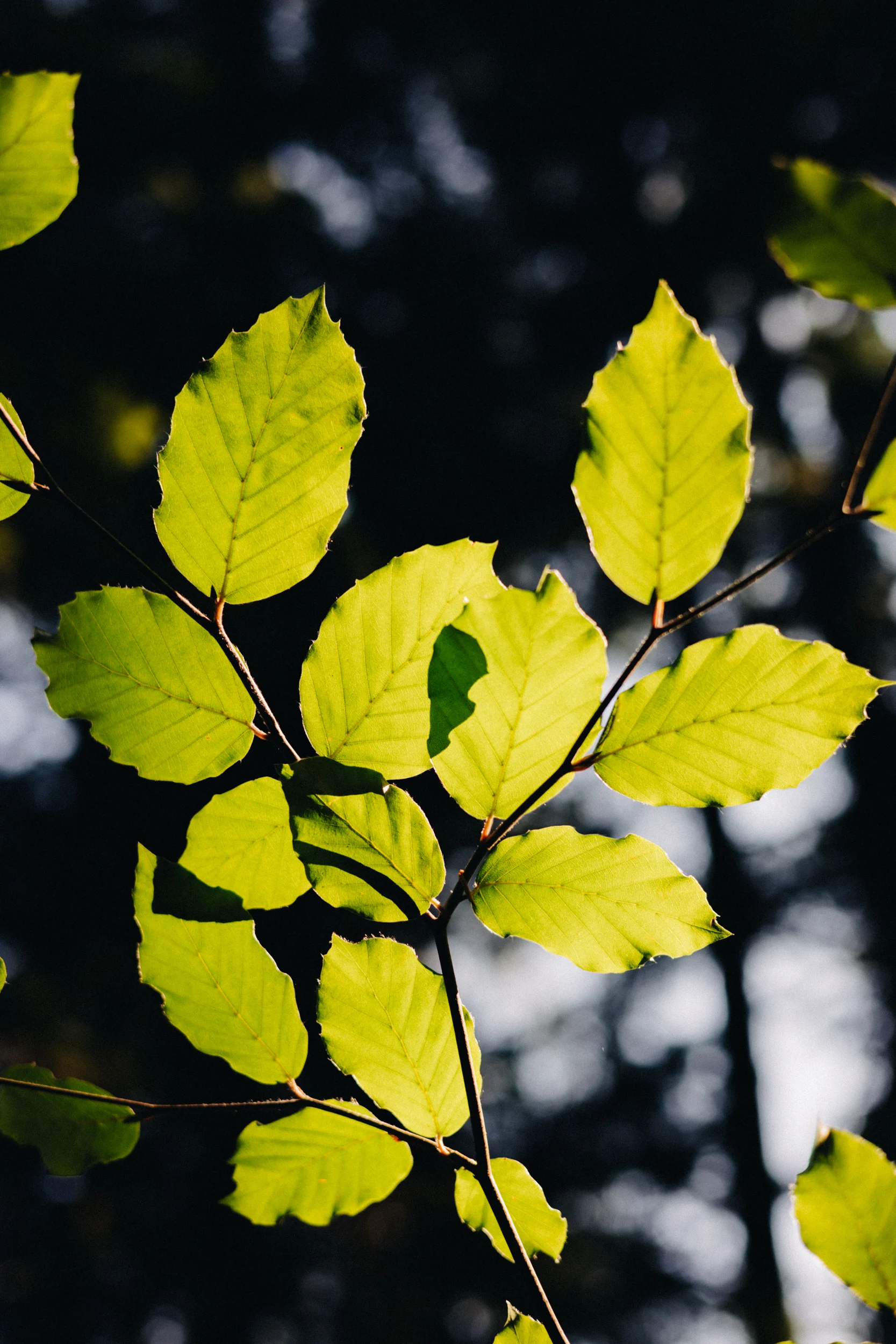 Feuilles de hêtre vert vif en contre-jour